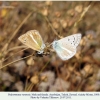 polyommatus vanensis male female1